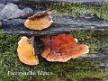 Pycnoporellus fulgens-amf1552-1